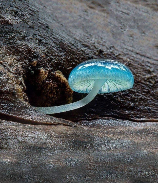 15 фотографий необычных грибов, которые смогут вас удивить 50