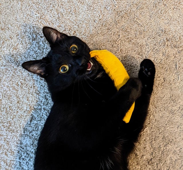 18 фотографий чёрных котов — милых, крутых, забавных и приносящих в дом только радость 61