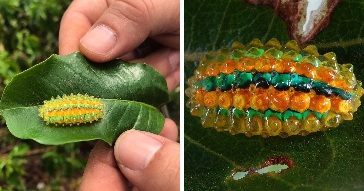17 диковинных насекомых, создавая которых природа переплюнула саму себя 61