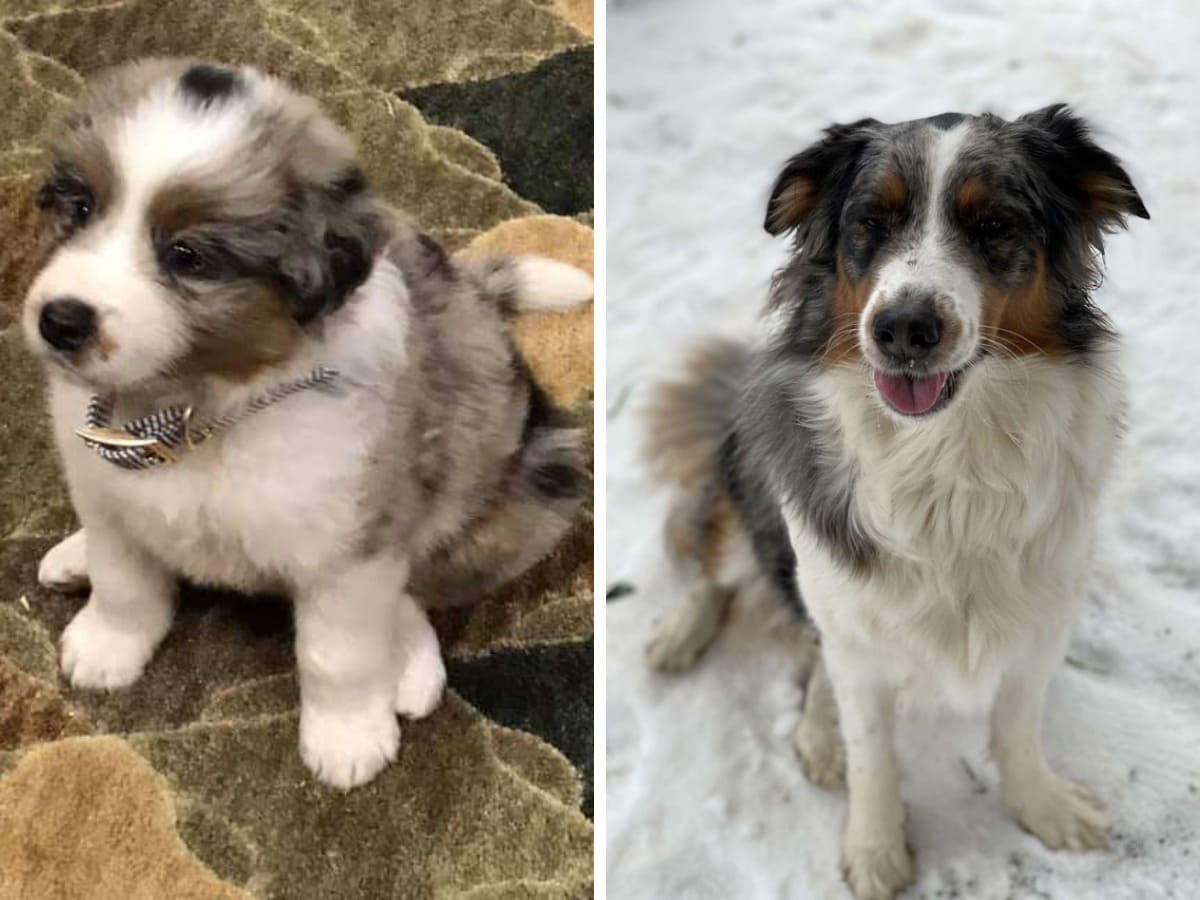 18 фотографий до и после того, как милые щеночки превратились в шикарных собачищ 70
