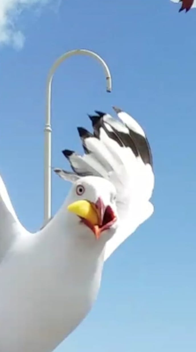 18 птиц-хулиганов, которые словно были созданы для того, чтобы шкодить и устраивать беспорядок 59