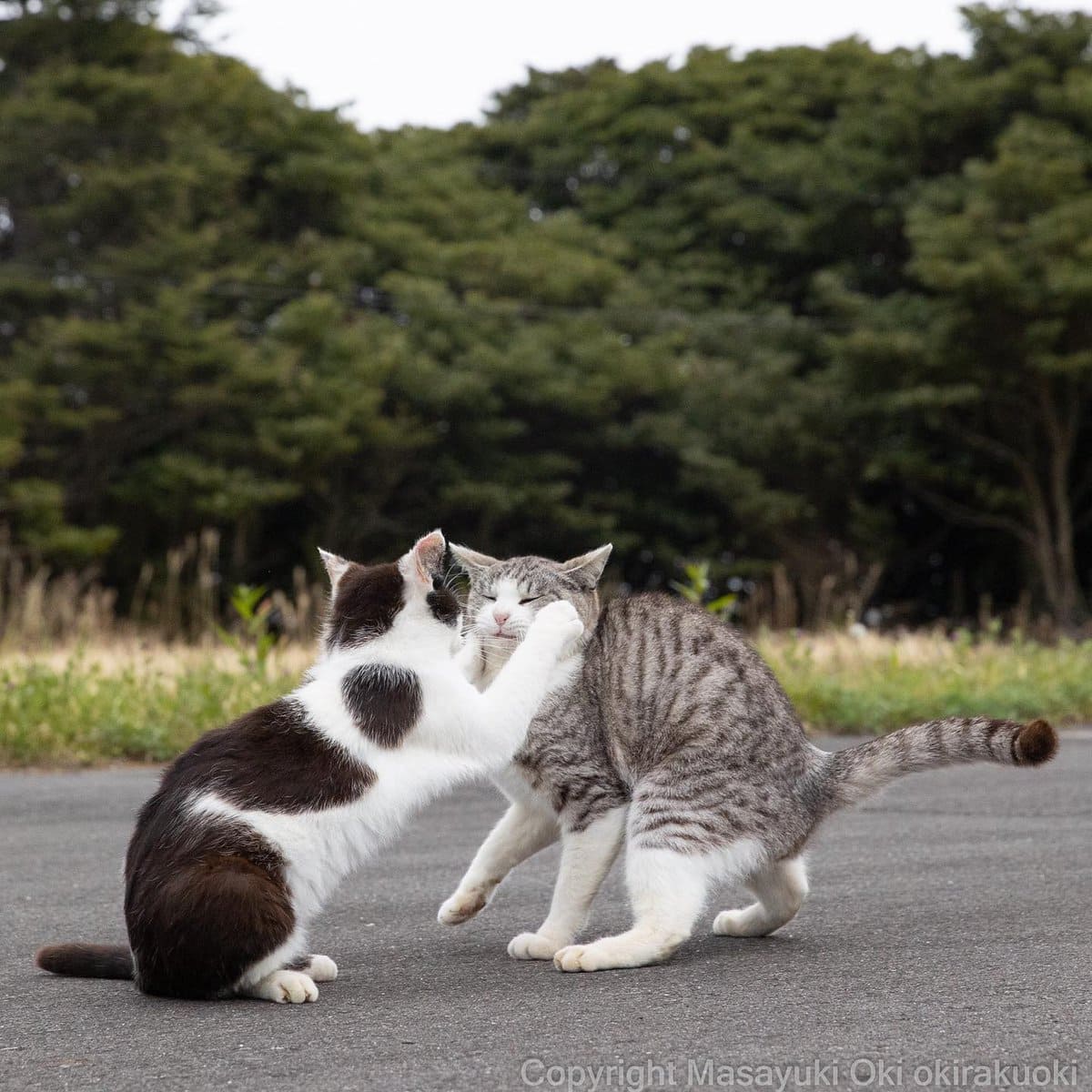 17 работ японского фотографа, который лучше всех в мире умеет снимать уличных котов 59