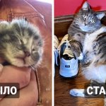 18 коллажей, которые показывают, как быстро растут коты, превращаясь из комочков в пушистых красавцев