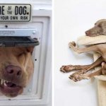 19 фотографий смешных собак, который выглядят полнейшими дуралеями