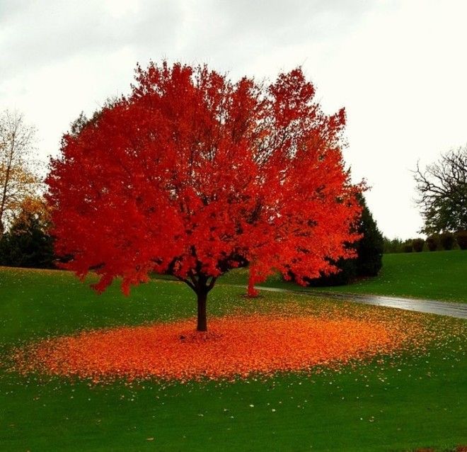 25 потрясающих фото о том, как осень умеет творить настоящие чудеса 53