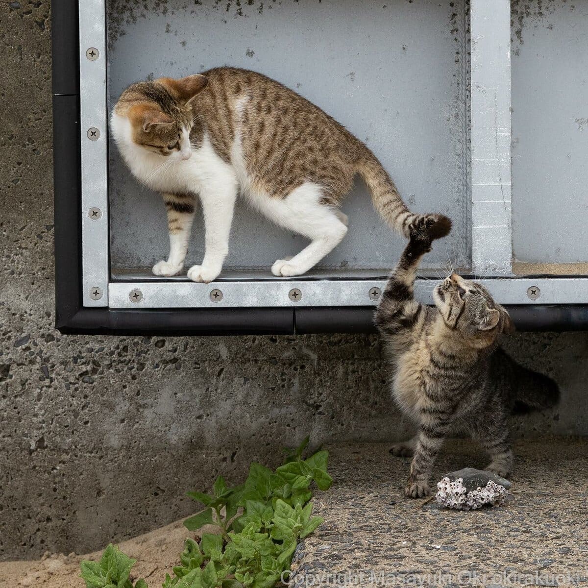 17 работ японского фотографа, который лучше всех в мире умеет снимать уличных котов 55