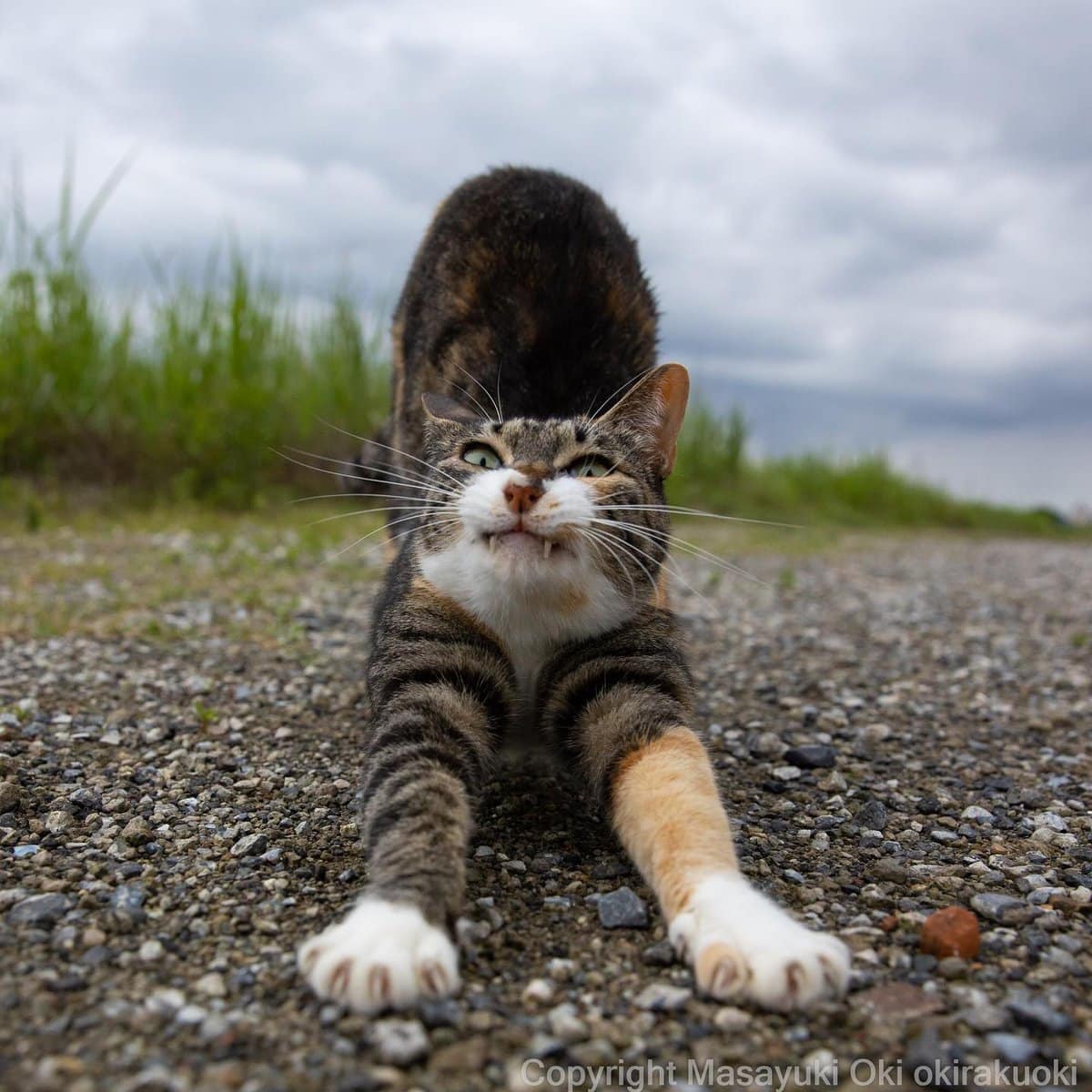 17 работ японского фотографа, который лучше всех в мире умеет снимать уличных котов 64