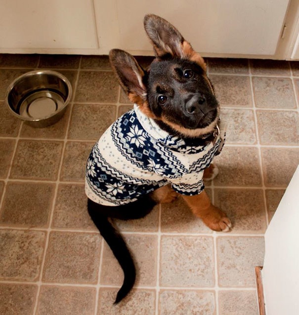 20 зверьков, которых люди одели в мягкие, тёплые свитера, сделанные специально для них 65