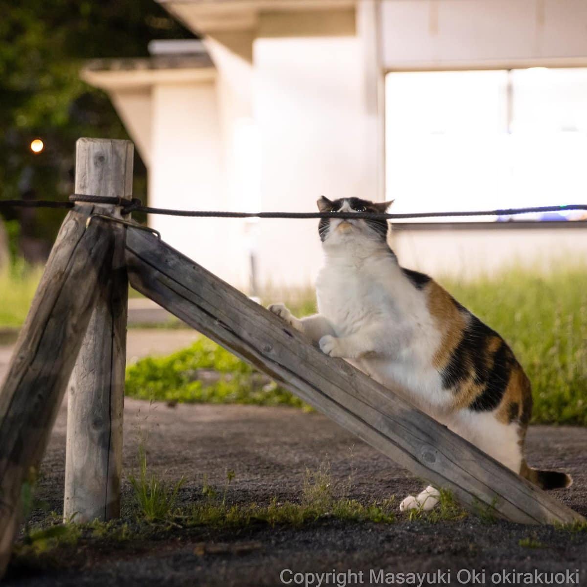 17 работ японского фотографа, который лучше всех в мире умеет снимать уличных котов 67