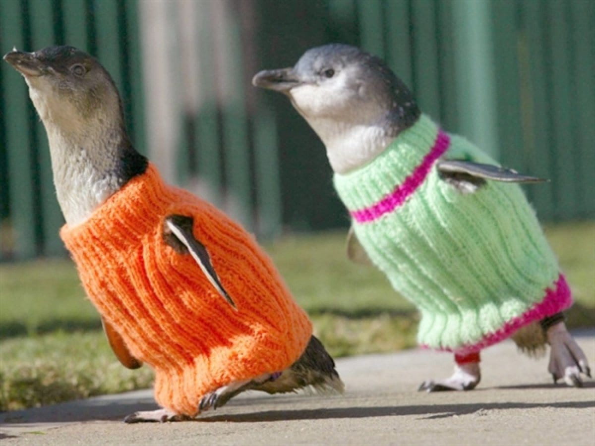 20 зверьков, которых люди одели в мягкие, тёплые свитера, сделанные специально для них 62