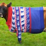 20 зверьков, которых люди одели в мягкие, тёплые свитера, сделанные специально для них