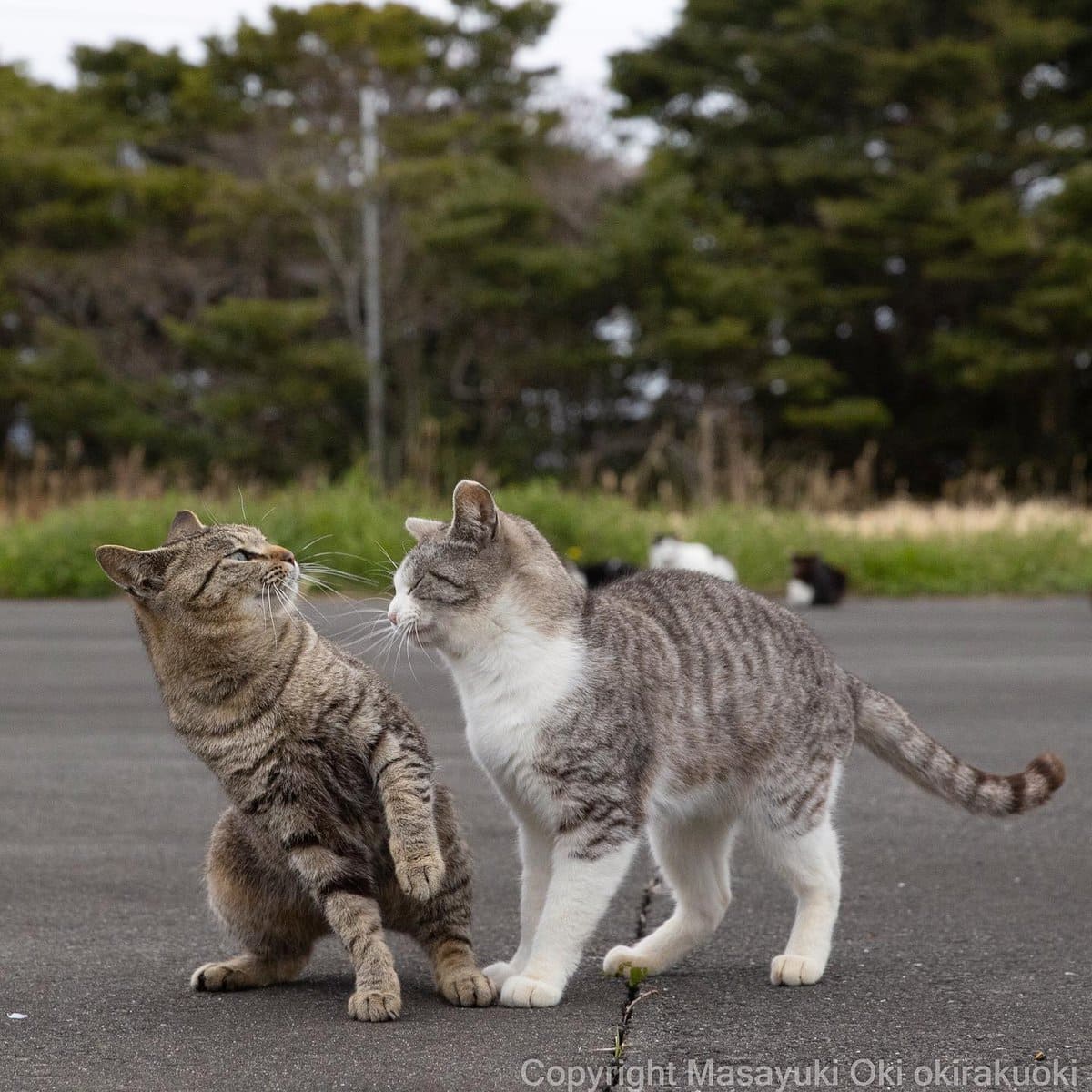 17 работ японского фотографа, который лучше всех в мире умеет снимать уличных котов 57