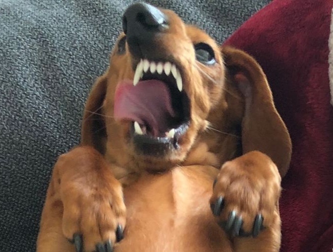 19 фотографий смешных собак, который выглядят полнейшими дуралеями 67