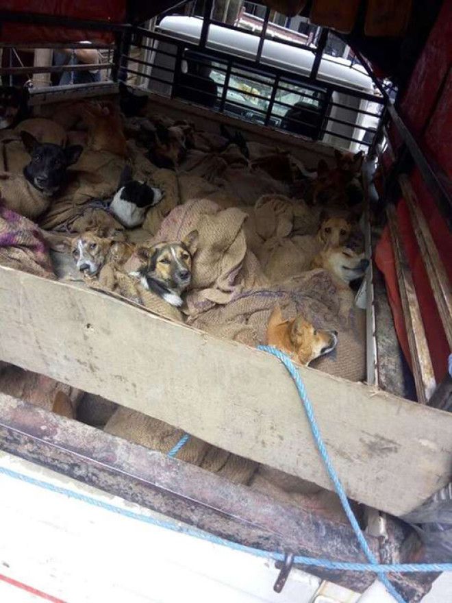 Собак везли в закрытом грузовике