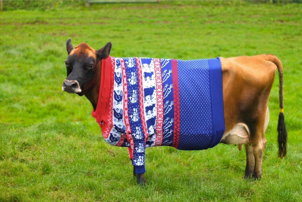 20 зверьков, которых люди одели в мягкие, тёплые свитера, сделанные специально для них 70