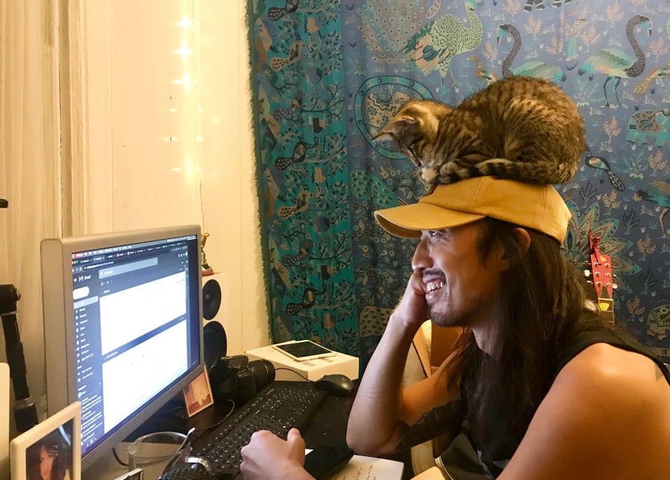 17 смышлёных котиков, которые решили, что хватит сидеть на шее у хозяина, и нашли работу 65