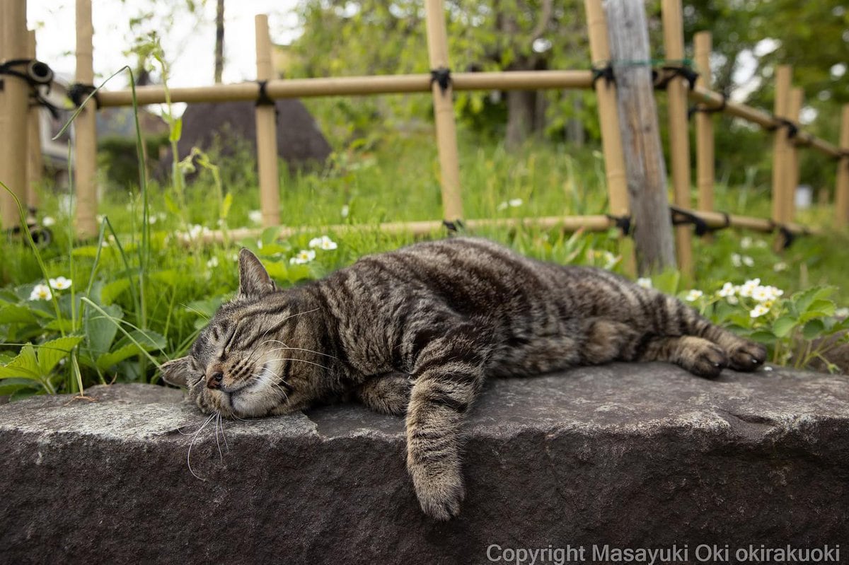 17 работ японского фотографа, который лучше всех в мире умеет снимать уличных котов 65