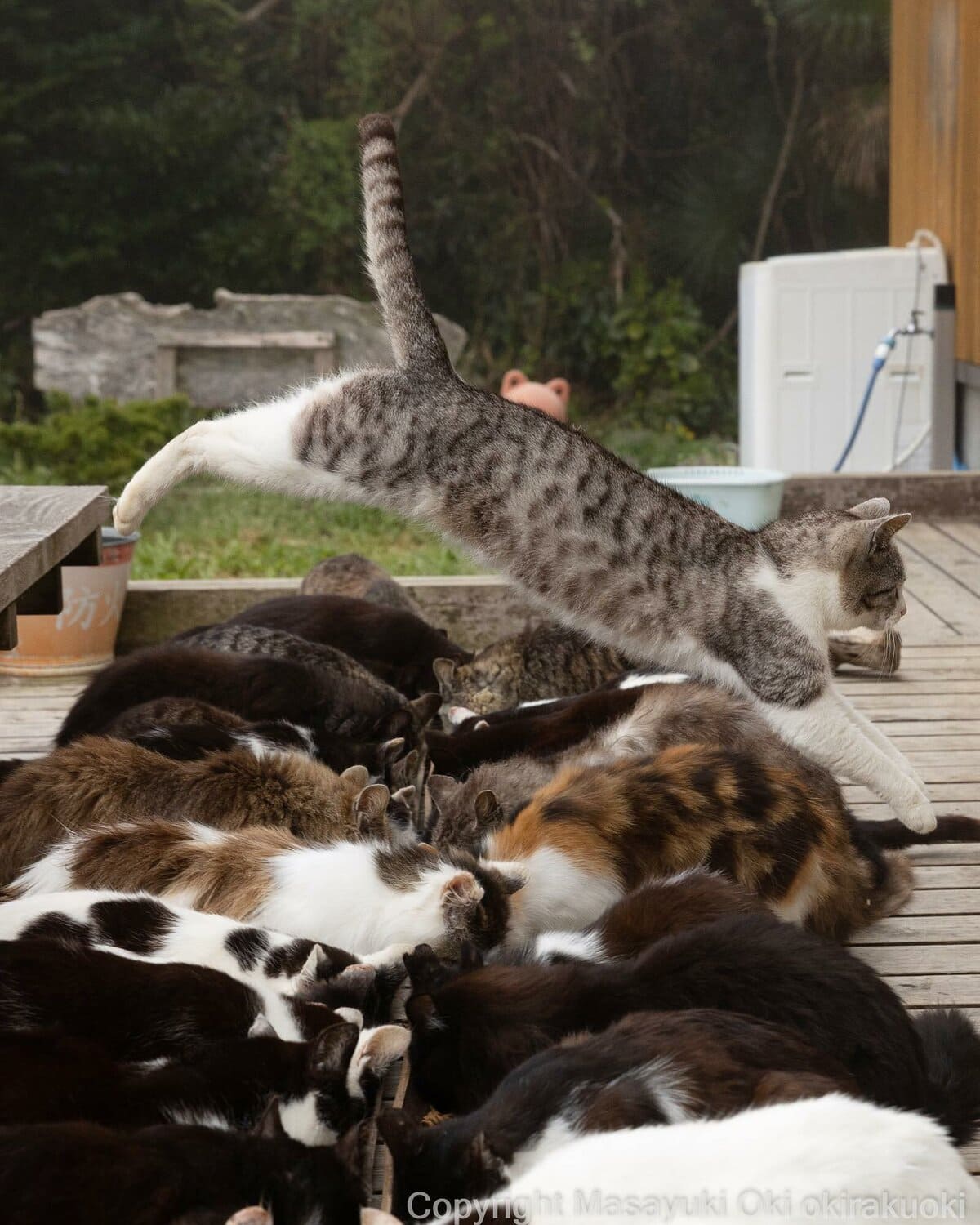 17 работ японского фотографа, который лучше всех в мире умеет снимать уличных котов 61
