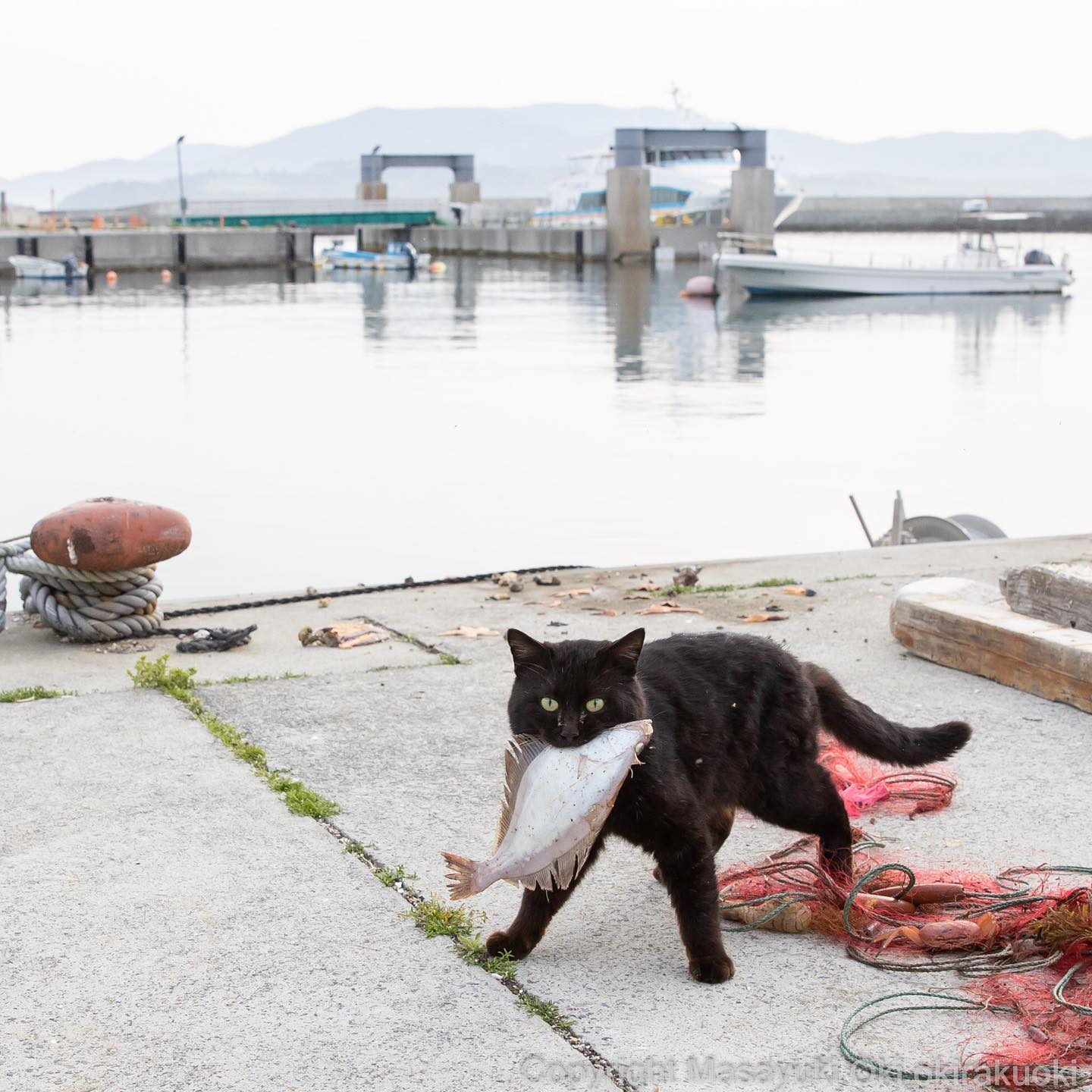 17 работ японского фотографа, который лучше всех в мире умеет снимать уличных котов 58