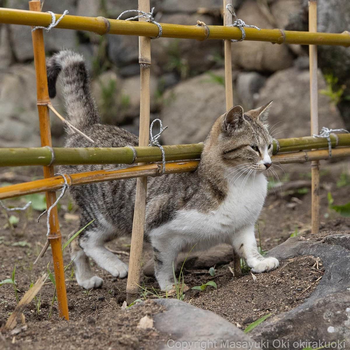 17 работ японского фотографа, который лучше всех в мире умеет снимать уличных котов 60