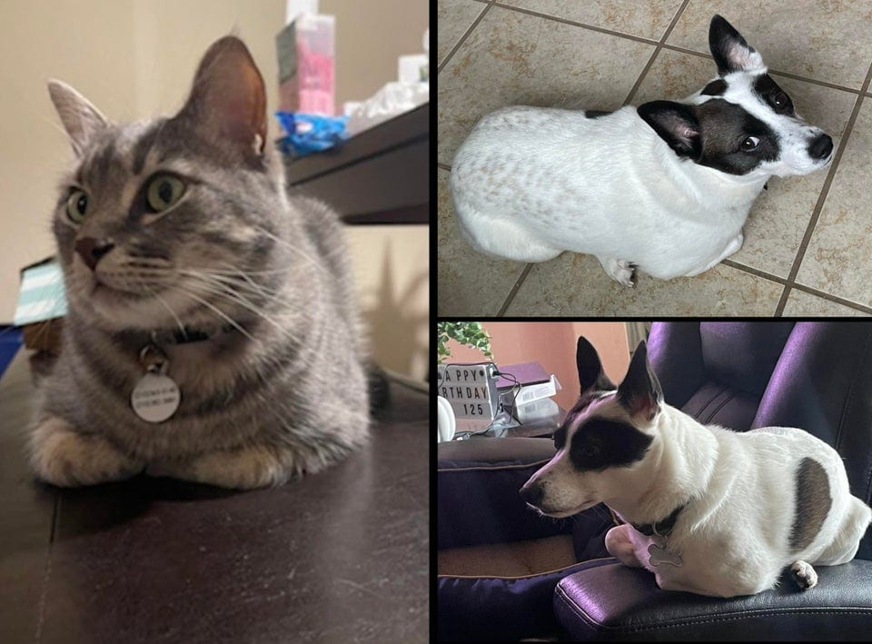 16 фото собак, у которых возникли трудности с идентичностью, и теперь они немного коты 61