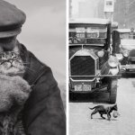 17 ретрофотографий с котами, которые и много десятилетий назад были главными кумирами человечества
