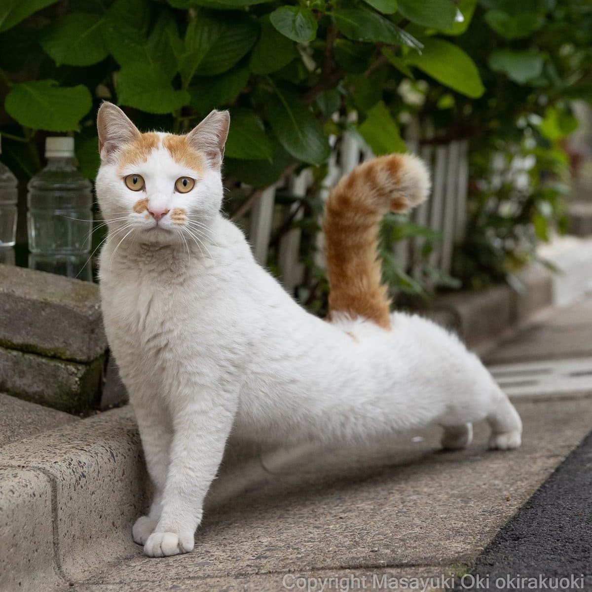 17 работ японского фотографа, который лучше всех в мире умеет снимать уличных котов 52