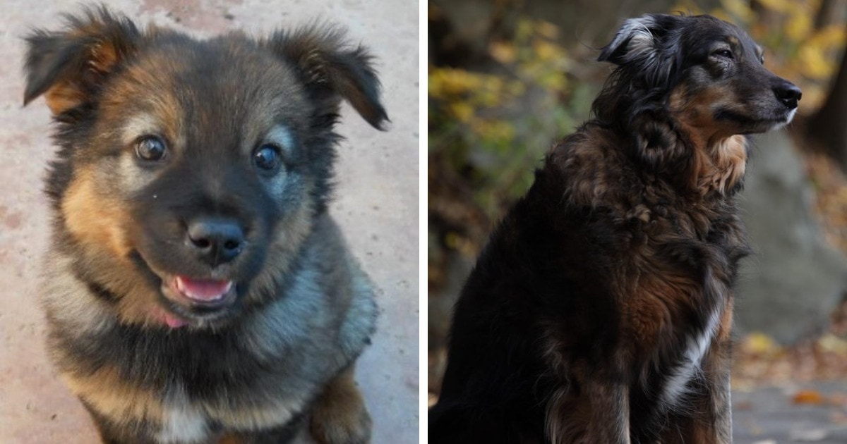16 фотосравнений, которые показывают, как быстро растут и меняются собаки 55