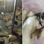 Как волонтёры спасли 36 собак, которых украли и везли контрабандой в Индию