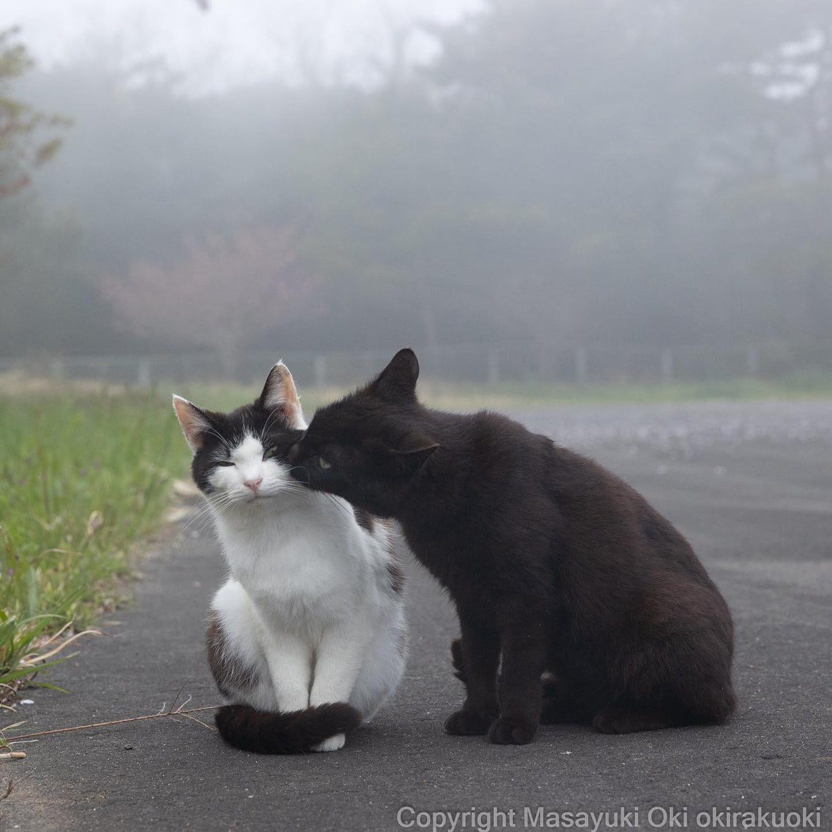 17 работ японского фотографа, который лучше всех в мире умеет снимать уличных котов 66