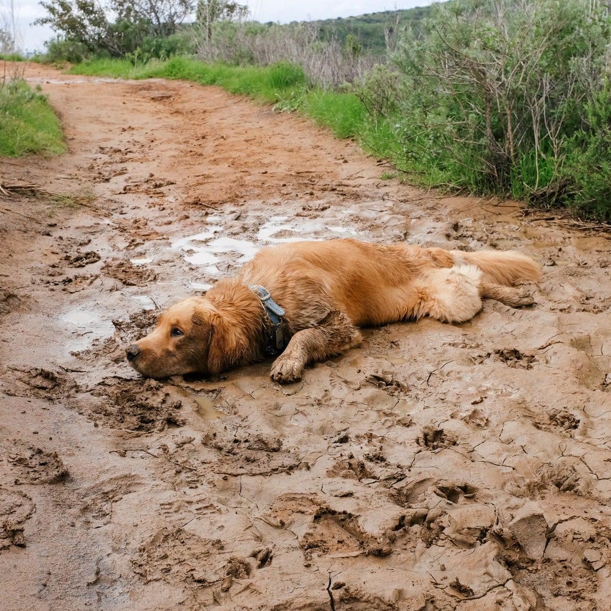 19 собак, которых хлебом не корми, дай как следует вываляться в грязи 70