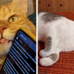 17 примеров, когда у котов сбились системные настройки и хотелось обратиться в кошачью техподдержку