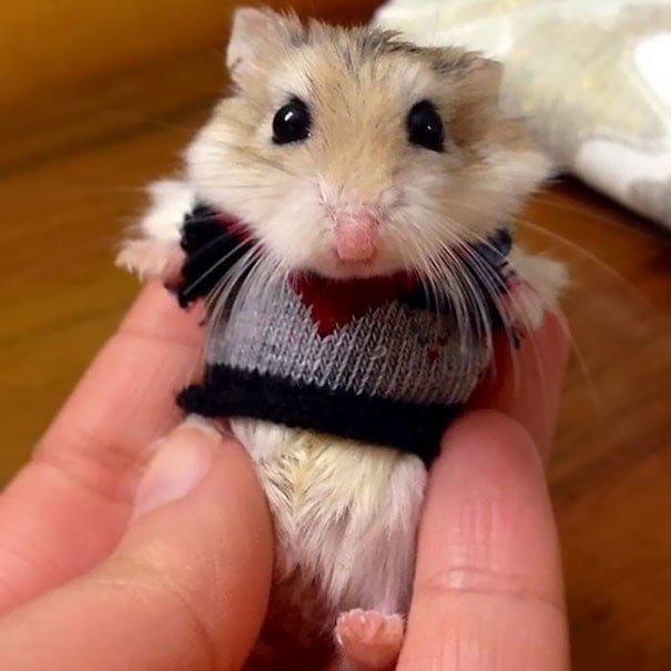 20 зверьков, которых люди одели в мягкие, тёплые свитера, сделанные специально для них 79