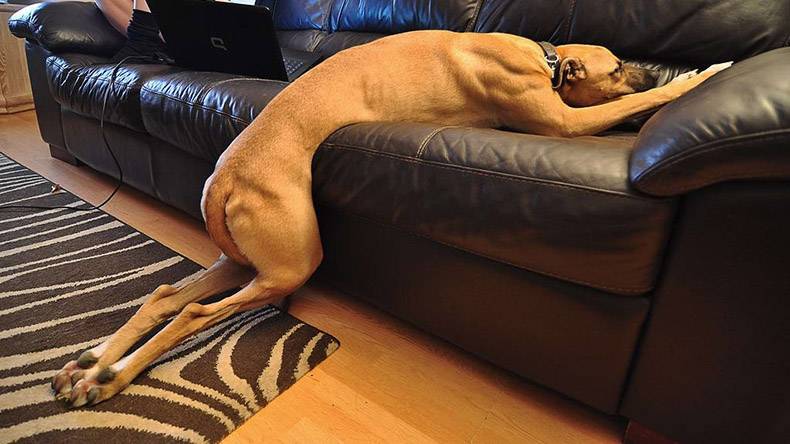 19 фотографий смешных собак, который выглядят полнейшими дуралеями 75