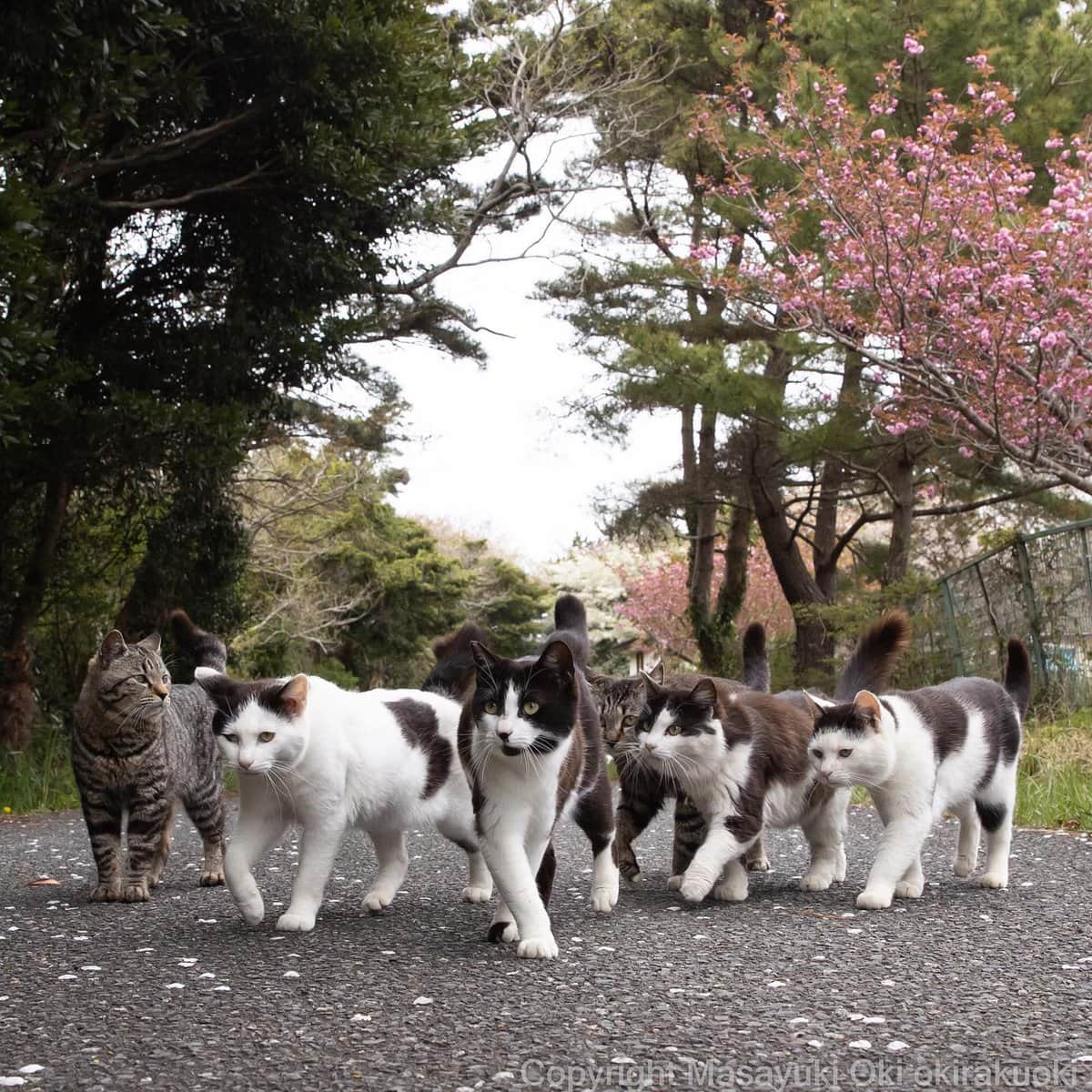 17 работ японского фотографа, который лучше всех в мире умеет снимать уличных котов 56