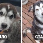 16 фотосравнений, которые показывают, как быстро растут и меняются собаки