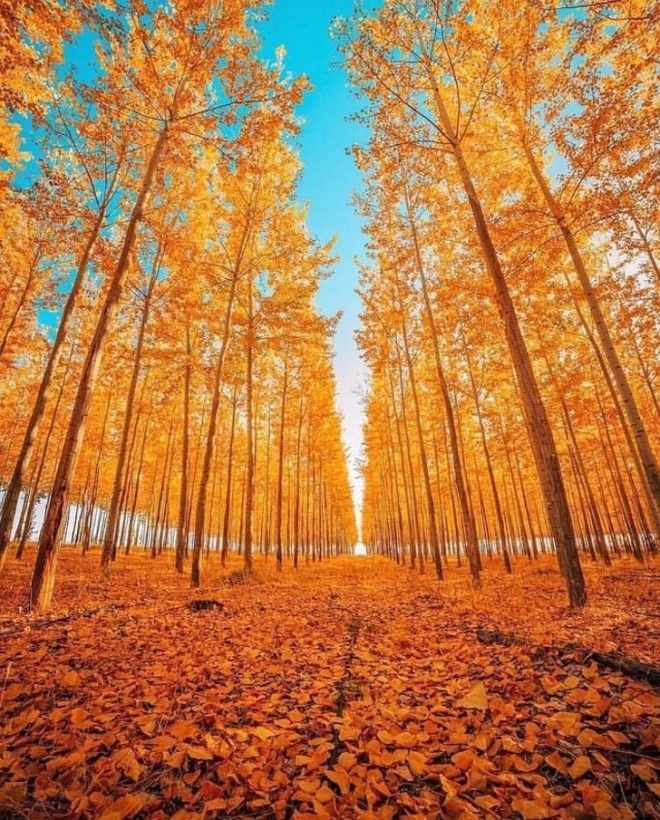 25 потрясающих фото о том, как осень умеет творить настоящие чудеса 51
