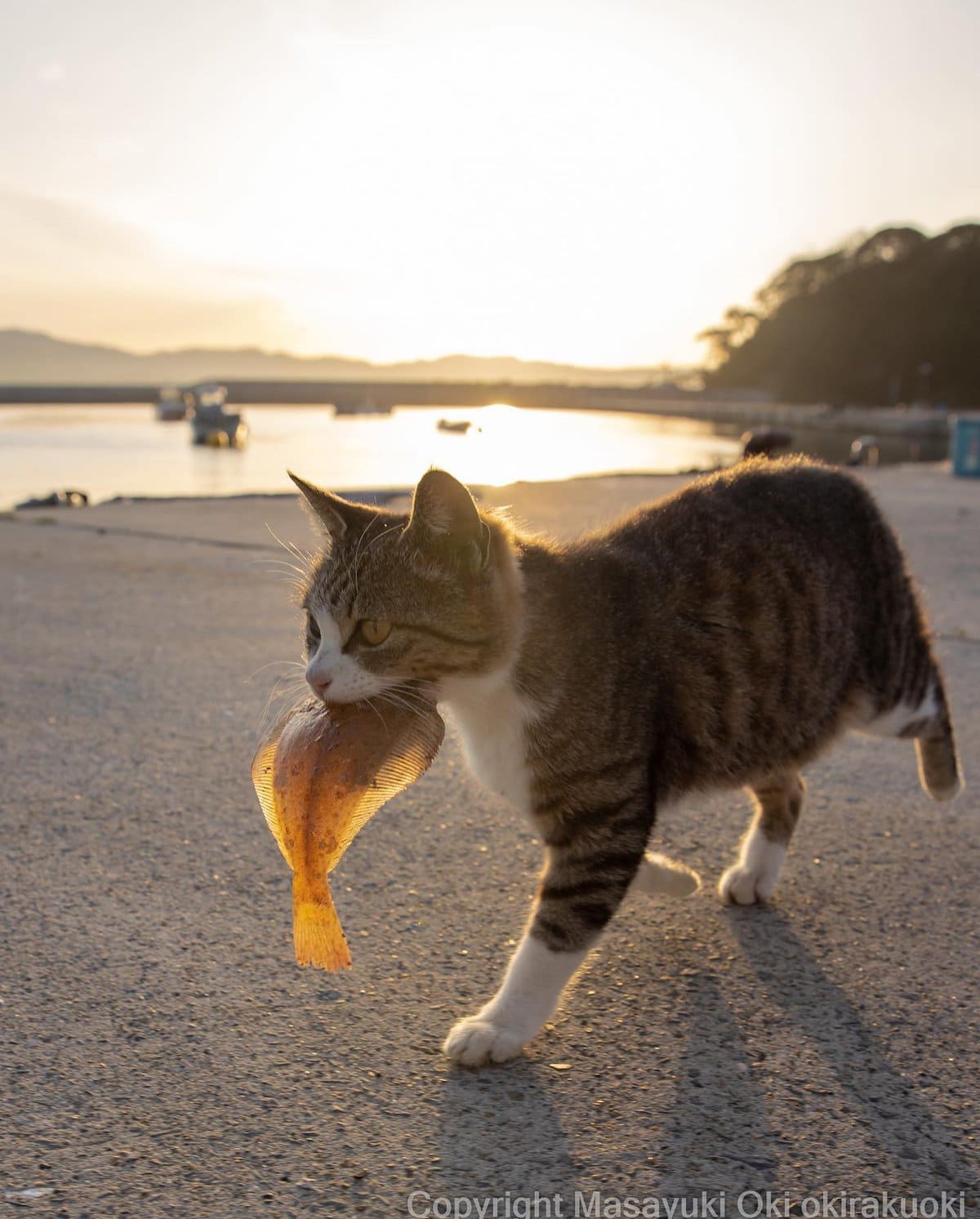 17 работ японского фотографа, который лучше всех в мире умеет снимать уличных котов 54