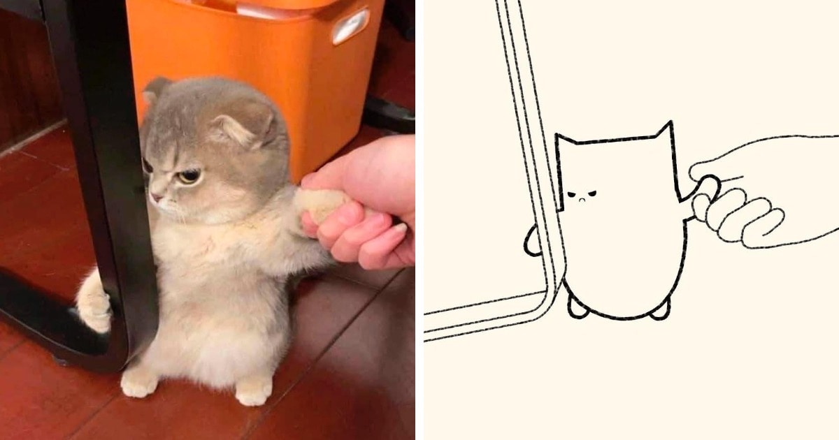 19 работ художника, который находит смешные фото котов в интернете и превращает их в забавные карикатуры 66