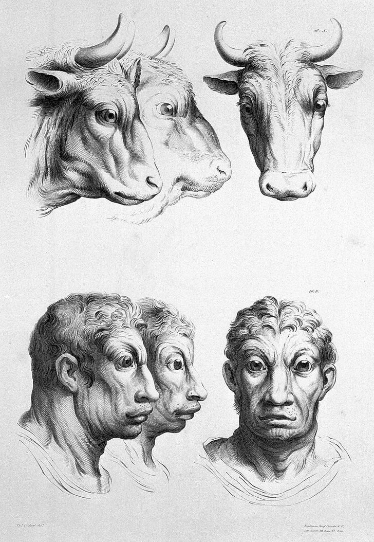 Французский художник представил, как выглядели бы люди, если бы произошли не от приматов, а от других животных 56