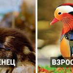 14 чудесных превращений невзрачных птенцов в чудо-птиц, которые доказывают, что природа умеет делать сюрпризы