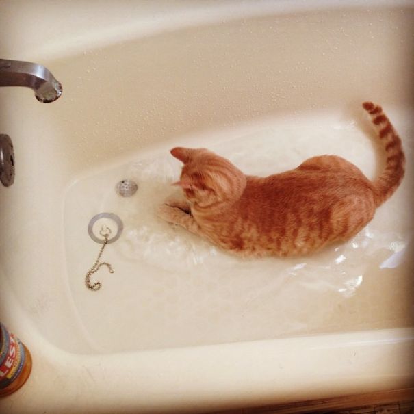 17 котиков, которые нежданно-негаданно сломались и полюбили водные процедуры 55