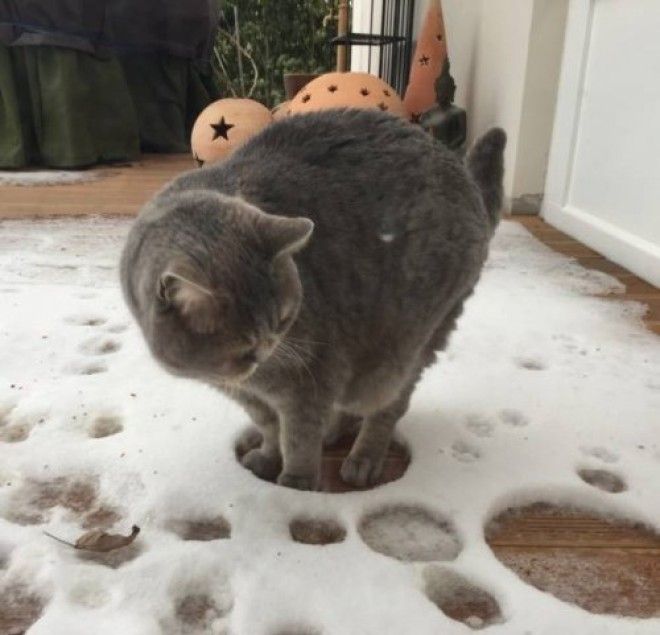 20 фото, доказывающих, что кошки не созданы для зимы 44