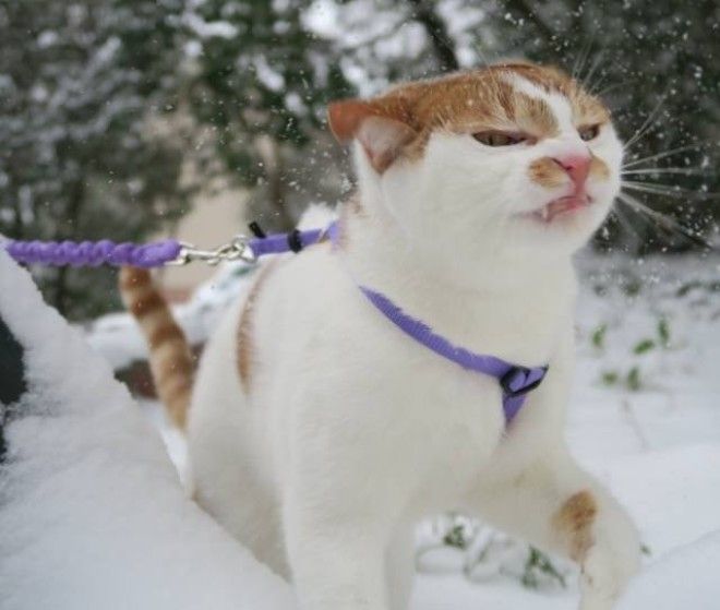 20 фото, доказывающих, что кошки не созданы для зимы 50