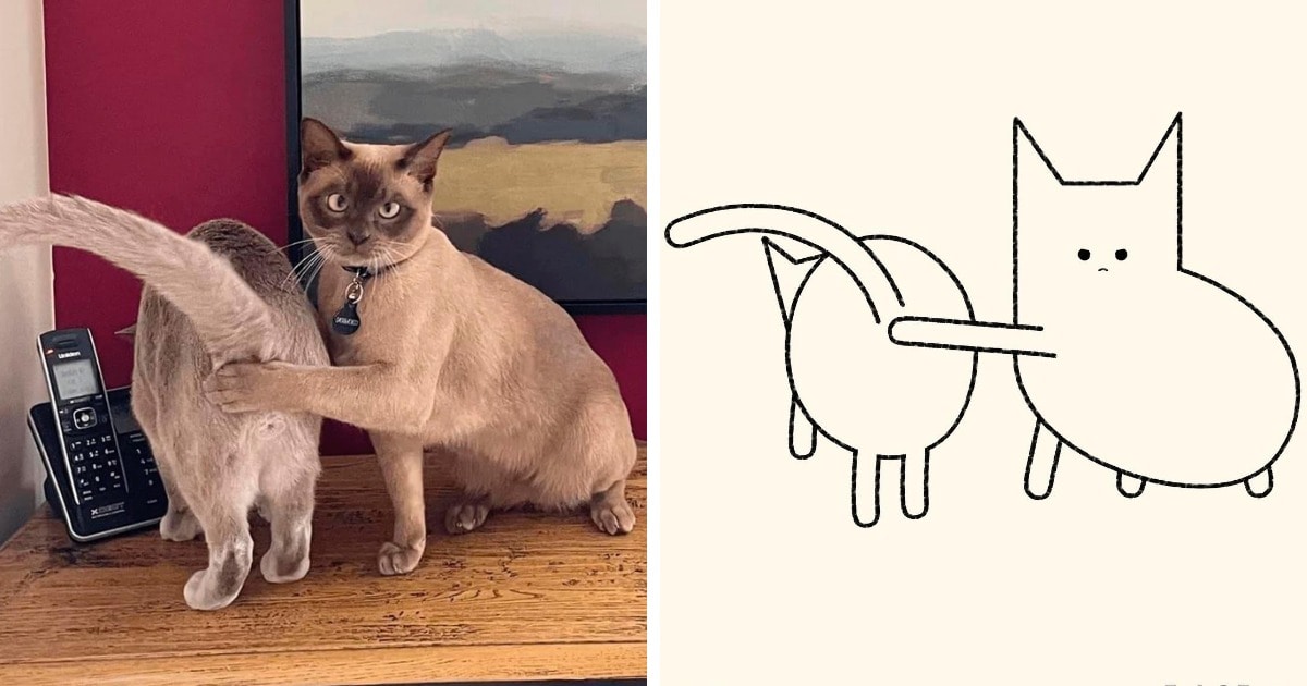19 работ художника, который находит смешные фото котов в интернете и превращает их в забавные карикатуры 65