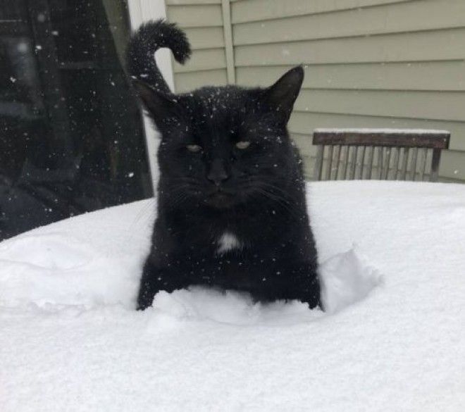 20 фото, доказывающих, что кошки не созданы для зимы 49