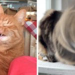 20 смешных фотографий котов, которых подловили во время чихания. Этими снимками можно их шантажировать!
