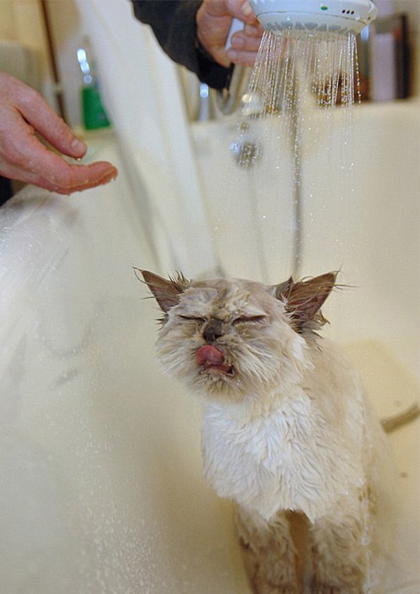 17 котиков, которые нежданно-негаданно сломались и полюбили водные процедуры 56