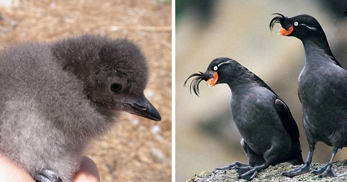 14 чудесных превращений невзрачных птенцов в чудо-птиц, которые доказывают, что природа умеет делать сюрпризы 45