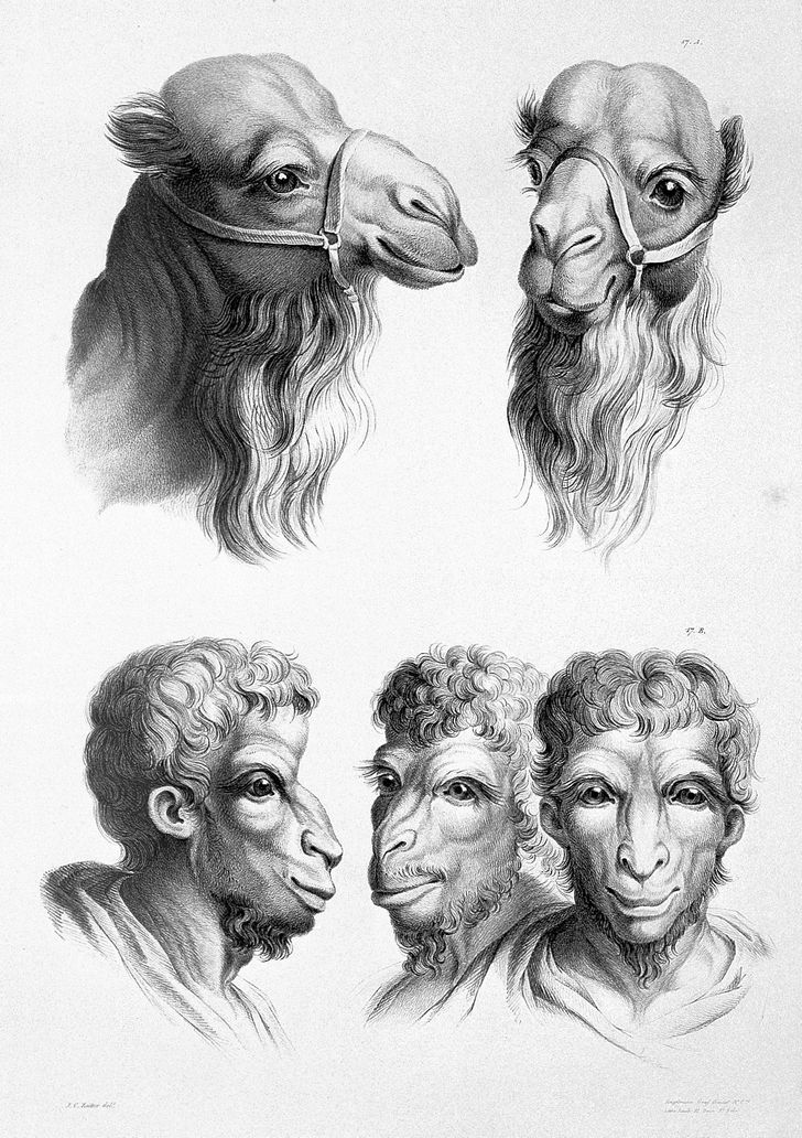 Французский художник представил, как выглядели бы люди, если бы произошли не от приматов, а от других животных 66